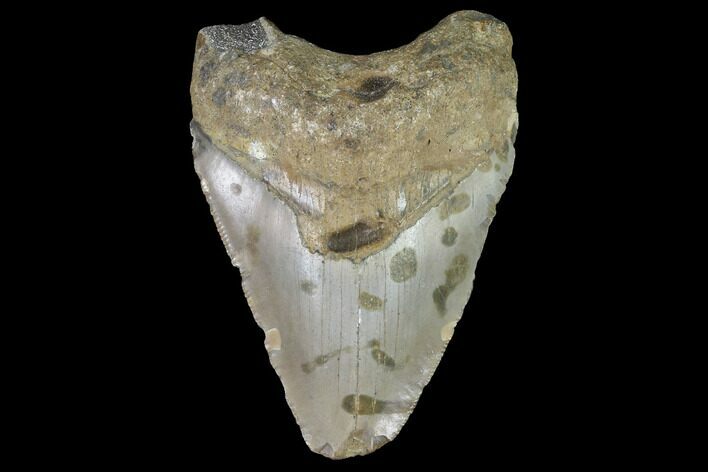 Bargain, Fossil Megalodon Tooth - North Carolina #91641